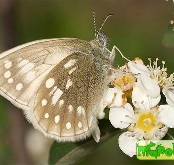 Coenonympha sunbecca
