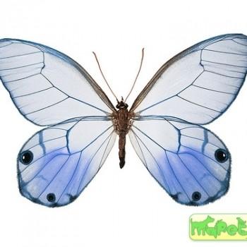 Haetera macleannania