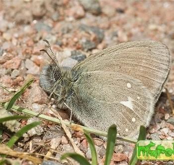 Coenonympha mahometana