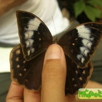 Discophora ogina