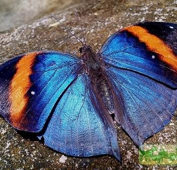 Kallima limborgii