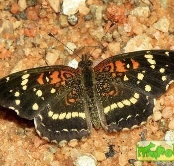 Anthanassa texana