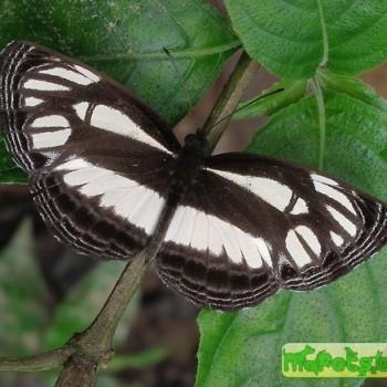 Neptis troundi