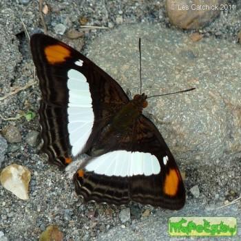 Adelpha thoasa