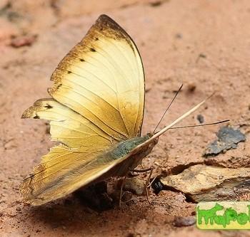 Cymothoe lurida