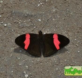 Adelpha lycorias