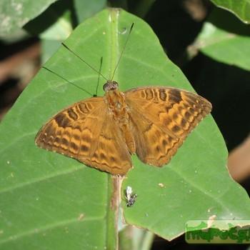Euriphene gambiae