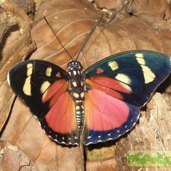 Euphaedra perseis