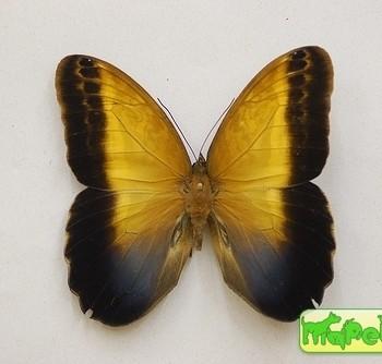 caligo arisbe