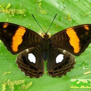 Adelpha justina
