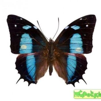 Baeotus aeilus