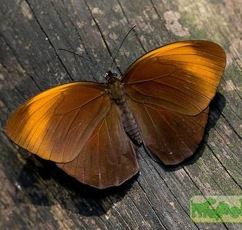 Faunis eumeus