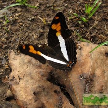 Adelpha messana