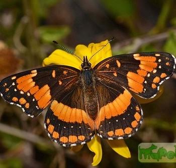 Chlosyne californica