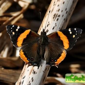 Antanartia hippomene