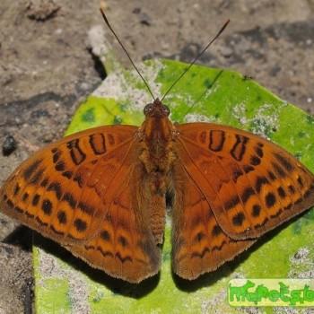Euriphene amicia