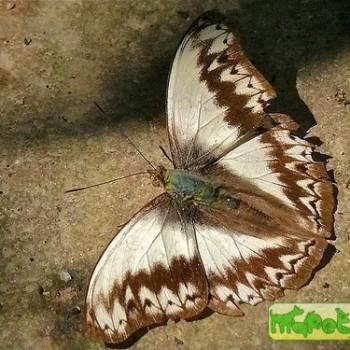 Cymothoe herminia