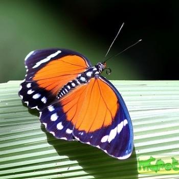 Euphaedra zampa