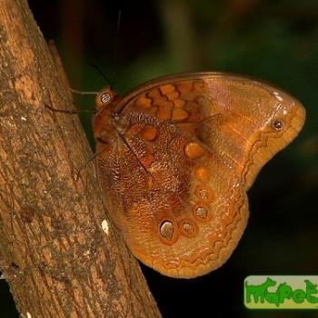 Catoblepia berecynthia