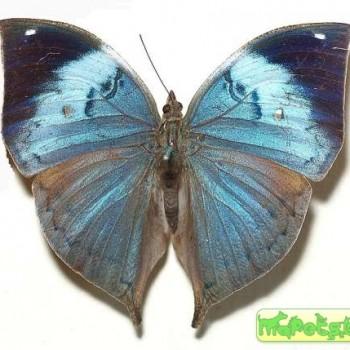 Kallima philarchus