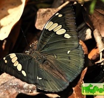 Euthalia patala