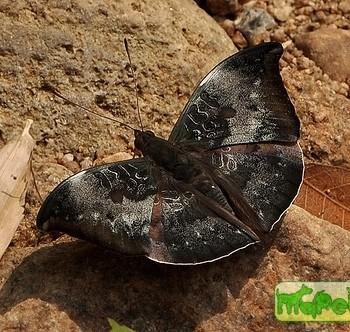 Euthalia anosia