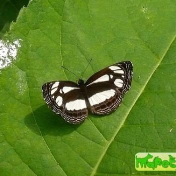 Neptis melicerta