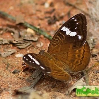 Euriphene simplex