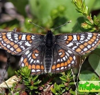 Euphydryas iduna