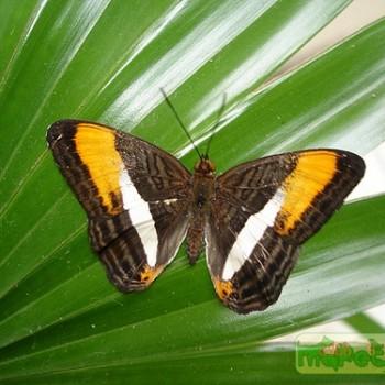 Adelpha cocala