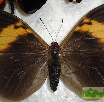 Brassolis isthmia