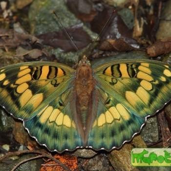 Euthalia hebe