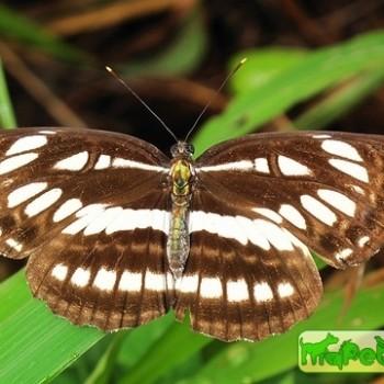 Neptis speyeri