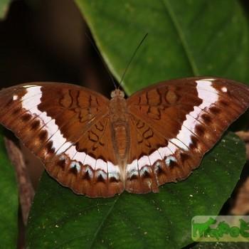 Tanaecia cibaritis