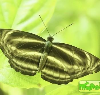 Neptis pseudovikasi
