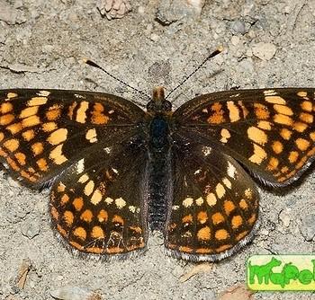 Chlosyne hoffmanni