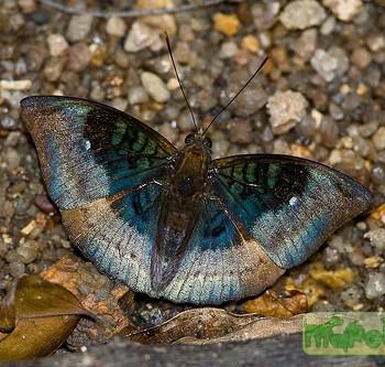 Euthalia monina