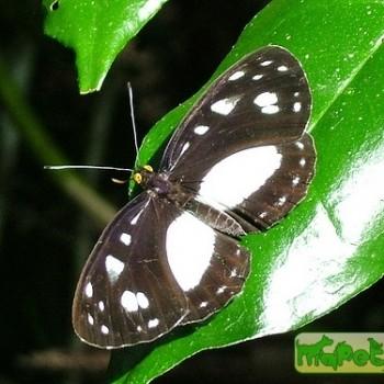 Neptis praslini