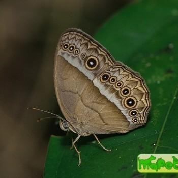 Mycalesis orseis