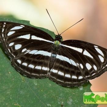 Neptis leucoporos