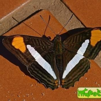Adelpha syma