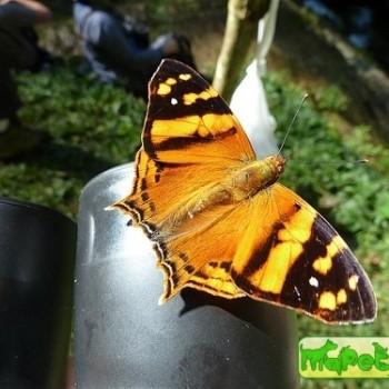 Hypanartia bella