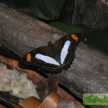 Adelpha thessalia