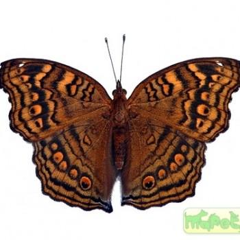 Junonia chorimene