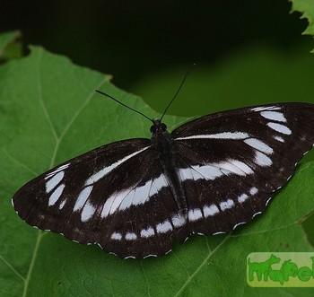 Neptis philyra