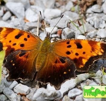 Nymphalis comma
