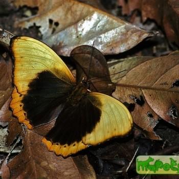 Cymothoe fumana