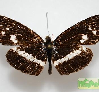 Castilia myia