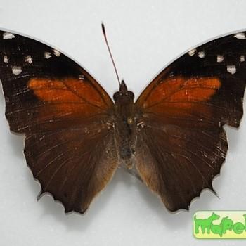Historis acheronta