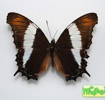 Siproeta superba
